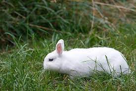 Das ausgewachsen sein ist unterschiedlich. Mini Zwergkaninchen Tipps Warnung Die Tierexperten