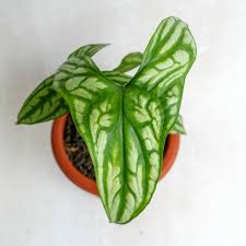 Image result for Cercestis