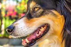 Category sex toys wikimedia commons. Frau Verliert Ihre Beine Weil Ihre Hunde Sie Abgeleckt Hatten