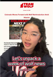 Its The Making A Team Wolf of in 2025