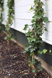 Image result for Craibia zimmermannii