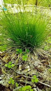 Image result for Carex sp.no.1