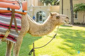 'never let a good snowstorm go to waste' appears to be the mantra of the moment as texas suffers through a state of emergency. Live Camels For Your Texas Event B3 Entertainment Productions Inc