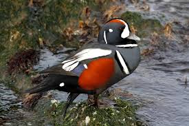 Black And White Wild Duck Species 14 Unbelievable Wild Duck Species Duck Species Wild Duck Duck Breeds