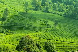 We did not find results for: Keren Nih 4 Tempat Wisata Instagramable Di Bogor Yang Pas Untuk Penggila Fotografi Reservasi Travel Blog