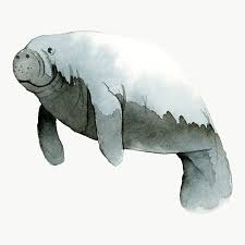Download Premium Png Of Watercolor Painted Dugong Transparent Png 2045284 Dugong Watercolor Art Prints Watercolor Whale