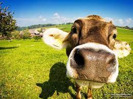 Cow Wallpapers Top Free Cow Backgrounds Wallpaperaccess Find best cow wallpaper and ideas by device, resolution, and quality (hd, 4k) from a curated website list.