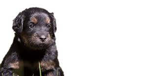 La mesa pet hotel opening hours. Abc Veterinary Hospitals Vet In San Diego Pacific Beach Hillcrest Uptown