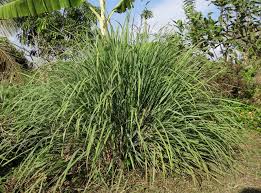10 Plantes Pour Eloigner Les Moustiques Blog De Medoucine