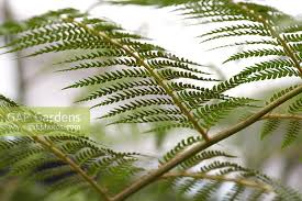 Cyathea inciso serra... stock photo by Matt Anker, Image: 0605662