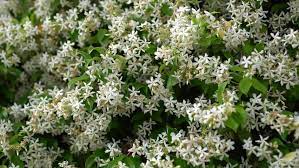 Hello today night jasmine harsingar parijat medical benefits home remedy home remedy banane ke kiye sabe se pahle one. Night Jasmine Stock Video Footage 4k And Hd Video Clips Shutterstock