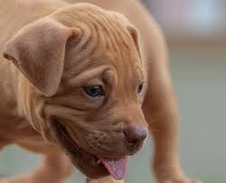 Maybe you would like to learn more about one of these? Perros Pitbull American Pitbull Terrier Todo Sobre La Raza