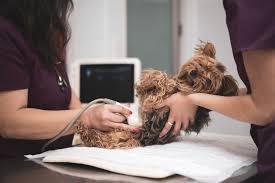 5 Key Benefits of Veterinary In-House Diagnostic Testing - Palisades Veterinary  Hospital