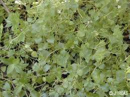 Image result for Peperomia pellucida