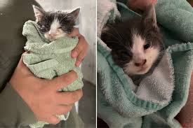 Tears at How Flea-Ridden Stray Dog Thanks Rescuer: 'Grate...