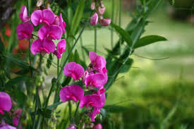 Che cosa avete mangiato o bevuto prima dell'attacco. Fiori Estivi Guida Alla Scelta Dei Fiori Piu Resistenti Nella Stagione Calda