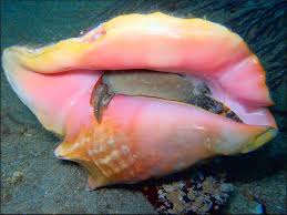 Strombus Gigas Linnaeus 1758 Queen Conch Sea Shells Large Sea Shells Fish Pet