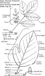 In this case, leaflets are arranged on what are actually secondary stems. How To Use This Book Small Tree Chinese Herbs Healing