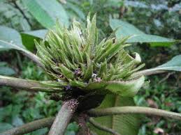 Image result for Psychotria ealaensis