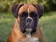 Acheter chien boxer