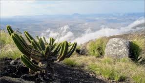 Image result for Plectranthus mandalensis