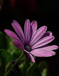 Piccolo, margherita, fiori, luce del sole. Margherite Viola Regalare Piante Margherite Viola