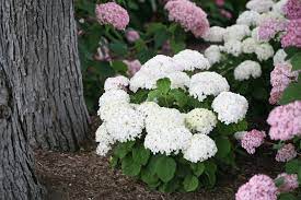 Invincibelle Wee White Smooth Hydrangea Hydrangea Arborescens Proven Winners