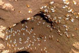 What are the signs of termite damage? Everything You Need To Know About Termites Part 3 Insight Pest Solutions