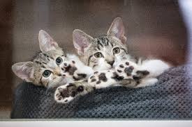 Hoping for some peaceful company with a mellow adult? What S Mew At Catster The Aspca S Los Angeles Feline Foster Program Catster