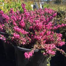 Heather Kramer S Red Winter Garden Red Plants Evergreen Shrubs