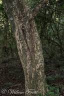 Image result for Ochna arborea