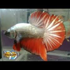 Pin Di Hmpk Betta Fish
