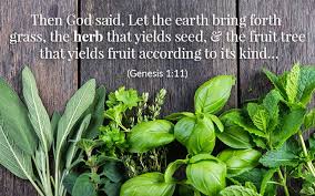 Biblical Herbs Mints In The Bible The Herb Exchange Herbs Planting Herbs Healing Herbs