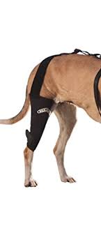 Check spelling or type a new query. 10 Best Dog Knee Braces In 2021 Dog Nerdz