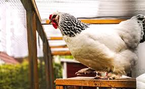 L'installation d'un poulailler a, par exemple, de faibles chances d'être autorisée en zone urbaine par rapport à la zone rurale. Poulailler En Ville Quelle Reglementation Pour Avoir Des Poules Dans Un Espace Urbain