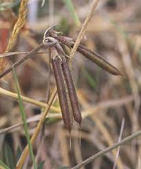 Image result for Lotus namulensis