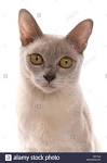 Burmese Cat Breed Profile | Cat-World
