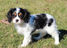 King Cocker Spaniel Black And Brown Pin On Fuzzy And Cute