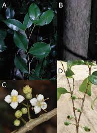 Image result for Memecylon torrei