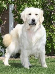 Double B Goldens Official Website Double B Goldens White Golden Retrievers Golden Retriever White Golden Retriever White Retriever