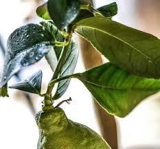 Table of contents lemon trees with yellow leaves water 00:52 watering preferences 01:21 minerals 01:53 sun & weather. Lemon Tree Leaves Curling How To Revive Curling Leaves Gardener Report