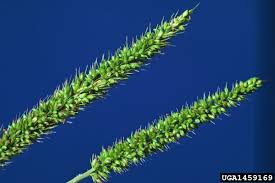 Image result for Setaria verticillata