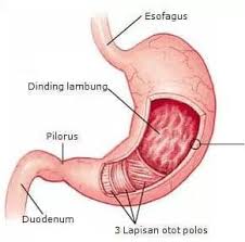 Penyakit pada sistem pencernaan manusia. 9 Sistem Pencernaan Manusia Fungsi Organ Proses Gangguan