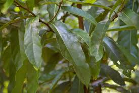 Image result for Cryptocarya