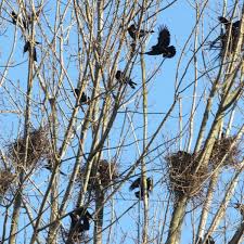 Saatkrähen brüten normalerweise nur einmal im jahr. In Rodgau Bruten Mehr Als 150 Saatkrahen Paare Rodgau