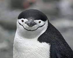 Climate Change Causes Penguin Colonies To Decline By A Third Chinstrap Penguin Penguins Penguin Images