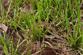 Image result for Wiesneria