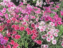 Image result for Dianthus
