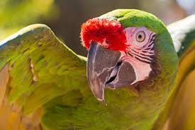 Easy steps!there are different ways to clip a bird's wings. Bird Wing Clipping Best Friends Animal Society