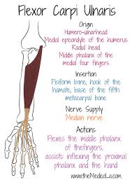 Pin On Muscles Of Upper Limb